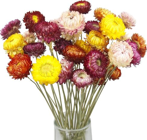 Dried Flowers Garland Real Daisy Sunflower Garlands 10.5ft 63 Pcs Natural Dried Daisy Flowers Heads Gerbera Daisies Dry Flower Arrangements for Wedding Boho Decor Home Party Wall Hanging in Saudi Arabia