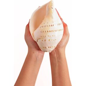 Natural Conch Sea Shell Shankh|Vamavarti Blowing Shankh for Pooja and Gauri 12"-13" in Saudi Arabia