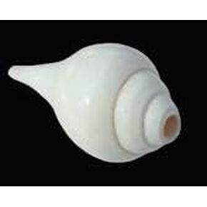 Blowing shankh for Pooja Shankh Sankh Conch Shell Shankh Large| 5 Inch (White) Decorative, Sacred Shankh Blowing Shankh