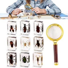 6pcs Insect in Resin Specimen, Bugs Collection Paperweights Animal Specimen for Kids Bug Preserved in Resin for Scientific Education Toy