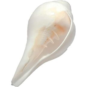 Himalayan Craft Loud Blowing Original Conch Shell Shankh 5 Inch Large White Best for Pooja, Decoration, Sound Meditation and Healing Sea Shell Conch Sankha