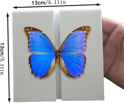 Make Insect Specimen Toolkit, Butterfly Taxidermy Tool for Classroom Teaching, with EVA Making Table, Insect Clip, Insect Display Box, Insect Collection for Insect hobbyist & Biology Projects in Saudi Arabia