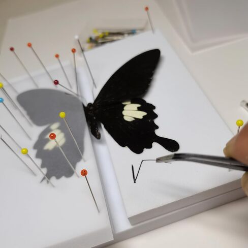 Make Insect Specimen Toolkit, Butterfly Taxidermy Tool for Classroom Teaching, with EVA Making Table, Insect Clip, Insect Display Box, Insect Collection for Insect hobbyist & Biology Projects in Saudi Arabia