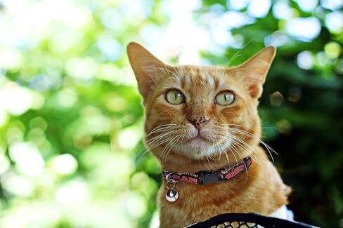NFL Atlanta Falcons Cat Collar - One adjustable size fits most cats in Saudi Arabia