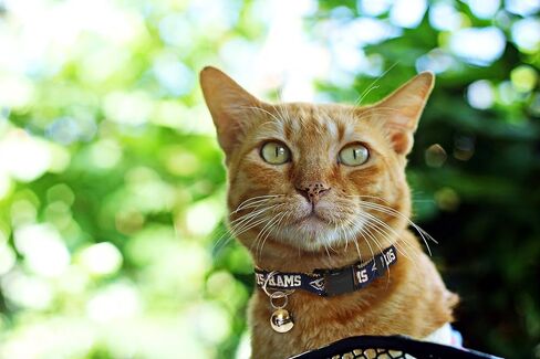 NFL Atlanta Falcons Cat Collar - One adjustable size fits most cats in Saudi Arabia