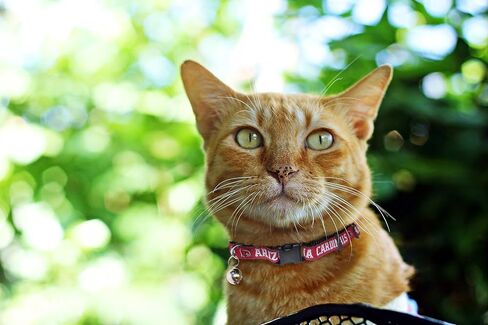 NFL Atlanta Falcons Cat Collar - One adjustable size fits most cats in Saudi Arabia