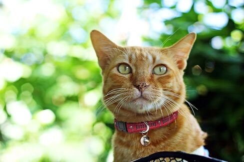 NFL Atlanta Falcons Cat Collar - One adjustable size fits most cats in Saudi Arabia
