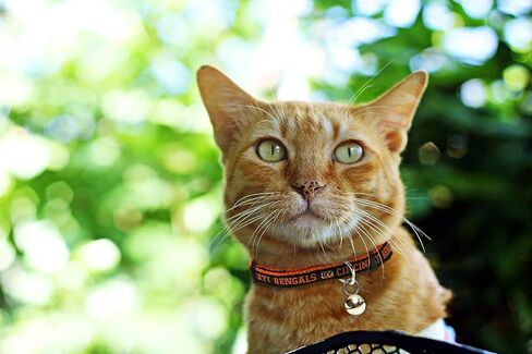 NFL Atlanta Falcons Cat Collar - One adjustable size fits most cats in Saudi Arabia