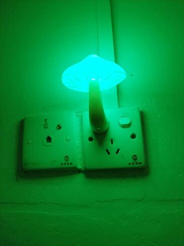 AUSAYE 2Pack Mushroom Night Light Plug in Lamp,Led Lights for Adults Kids Baby Children NightLight Wall Decor Lamp Bedroom Bathroom,Toilet,Stairs,Kitchen,Hallway in Kuwait
