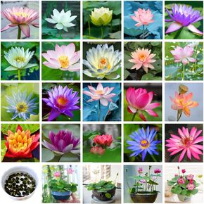 35pcs Mixed Bonsai Lotus Seeds for Planting Bowl Lotus Water Lily Flower Plant Fresh Seeds Aquatic Water Features Seeds Non GMO Heirloom (Nelumbo) in Kuwait
