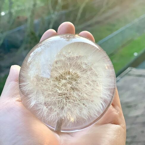 NouvoCrescent Real Dandelion Paperweight - Home Decor Crystal Ball Flower Globe 2.75in (70mm) - Dandelion Desk Decor Clear Resin Ball with Flat Bottom - Sphere Figurine Paper Weights Office Decor in Kuwait