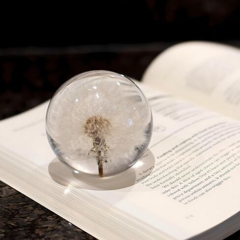 NouvoCrescent Real Dandelion Paperweight - Home Decor Crystal Ball Flower Globe 2.75in (70mm) - Dandelion Desk Decor Clear Resin Ball with Flat Bottom - Sphere Figurine Paper Weights Office Decor in Kuwait