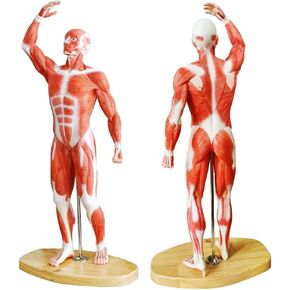 EVOTECH Human Muscle and Organ Model, 27-Part 1/2 Life Size Muscular System Model with Removable Organ, Human Muscular Figure Body Anatomy Model for Medical Physiology Study Teaching Includes Poster
