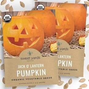 Organic ‘Jack O’ Lantern’ Pumpkin Seeds – Two Seed Packets! – Approx. 60 Open Pollinated Non-GMO Halloween Pumpkin Seeds – Sweet Yards Seed Co. in Kuwait