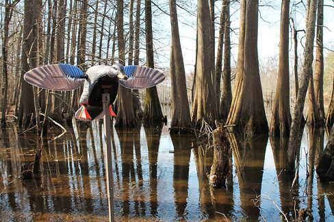 MOJO Outdoors Elite Series Spinning Wing Duck Decoy, Duck Hunting Gear and Accessories, Woody Wood Duck in Saudi Arabia