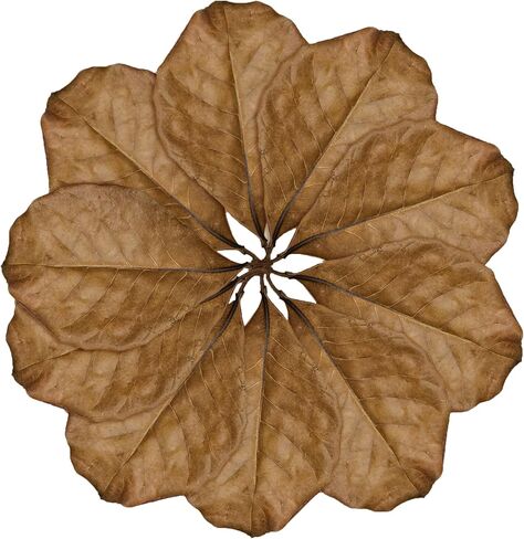 SunGrow Leaf Litter for Snakes, 10 Pcs Medium Indian Almond Catappa Leaves Substrate Maintain Humidity in Corn Snake and Ball Python Terrarium, 4-7 Inches, Reptile Tank Decor Accessories in Kuwait