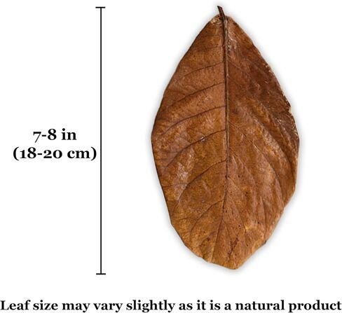 SunGrow Leaf Litter for Snakes, 10 Pcs Medium Indian Almond Catappa Leaves Substrate Maintain Humidity in Corn Snake and Ball Python Terrarium, 4-7 Inches, Reptile Tank Decor Accessories in Kuwait