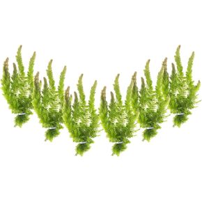 Hornwort Ceratophyllum Live Aquarium Plant Planted Tank Beginner - Buy 2 Get 1