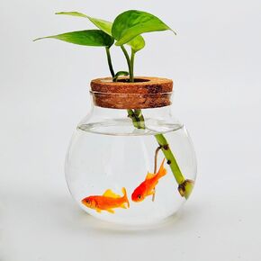 Small Betta Fish Tank Glass Fish Bowls for Betta Fish Goldfish, Aquaponic Fish Tank and Plants Cuttings Planter Terrarium Desktop Decorations Gifts in Saudi Arabia