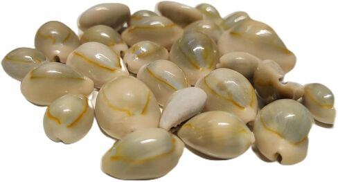 SHIVOHAM Lakshmi Kali/Black Kawri | Kodi Black | Cowrie Sea Shell | Kodi Shells for Laxmi Puja, Diwali Puja (Large) (Pack of 21 Pieces) - Pack of 1 in Saudi Arabia