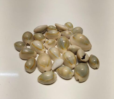 SHIVOHAM Lakshmi Kali/Black Kawri | Kodi Black | Cowrie Sea Shell | Kodi Shells for Laxmi Puja, Diwali Puja (Large) (Pack of 21 Pieces) - Pack of 1 in Saudi Arabia