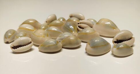 SHIVOHAM Lakshmi Kali/Black Kawri | Kodi Black | Cowrie Sea Shell | Kodi Shells for Laxmi Puja, Diwali Puja (Large) (Pack of 21 Pieces) - Pack of 1 in Saudi Arabia