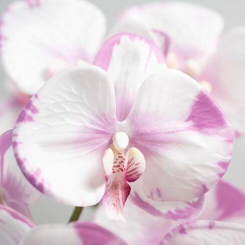 DUYONE 35 Inch Artificial Butterfly Orchid Flowers 4 Pcs Real Touch Orchid with 4 Pcs Leaves Fake Phalaenopsis Flowers Stem Plants for Wedding Home Decoration (Flowers + Leaves Set) in Kuwait