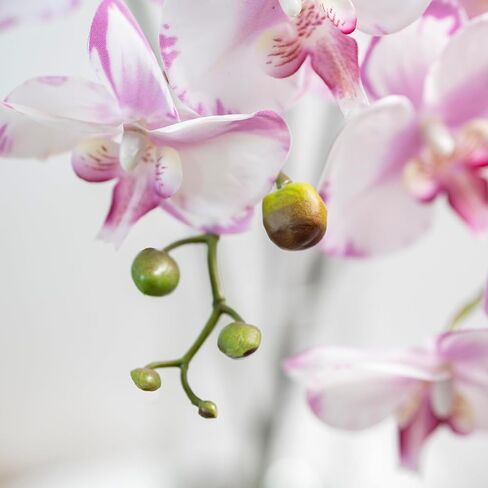 DUYONE 35 Inch Artificial Butterfly Orchid Flowers 4 Pcs Real Touch Orchid with 4 Pcs Leaves Fake Phalaenopsis Flowers Stem Plants for Wedding Home Decoration (Flowers + Leaves Set) in Kuwait