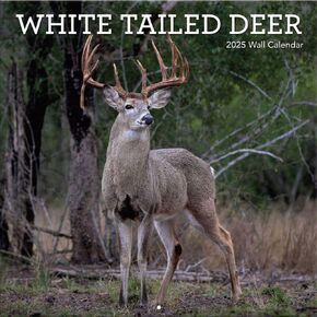 Turner Photographic White Tailed Deer 12X12 Photo Wall Calendar (24998940059)