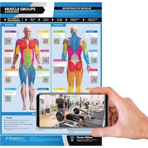 Workout Posters for Home Gym | Muscle Group Gym Poster | Exercise Posters | Laminated Gym or Home Workout Chart | Free Video Training Support | Large Size 24" X 16.5" | Dumbbell Workout Poster