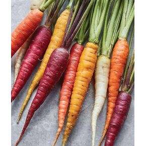 Burpee Kaleidoscope Blend Carrot Seeds | 1500 Non-GMO Seeds | Rainbow Carrot Seeds for Planting | Vegetable Seeds for Planting Home Garden | Five Colors: Red, Orange, Purple, White, and Yellow in Saudi Arabia