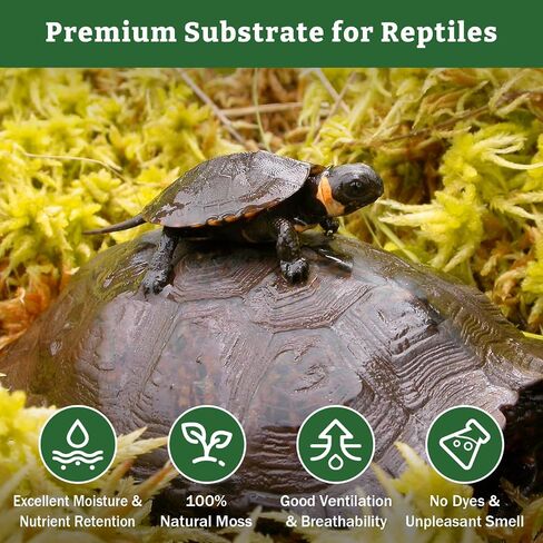 Riare 5.3OZ Premium Sphagnum Moss for Reptiles- 6QT Natural Reptile Moss Dried, Forest Live Moss for Terrarium, Frogs Snake Peat Moss Bedding for Leopard Gecko Turtle Anoles Salamanders Orchids Plants in Kuwait