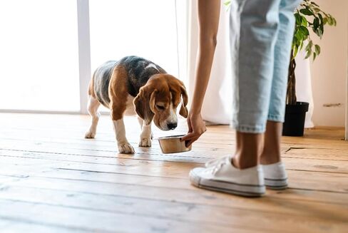 Van Ness Pets Medium Lightweight Stainless Steel Dog Bowl, 32 OZ Food And Water Dish, Natural in Saudi Arabia