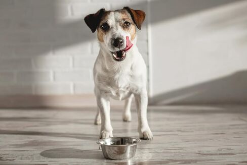 Van Ness Pets Medium Lightweight Stainless Steel Dog Bowl, 32 OZ Food And Water Dish, Natural in Saudi Arabia