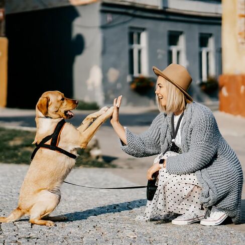 صفارة الكلب، قطعتان من صفارات تدريب الكلاب، صفارات تدريب الكلاب الاحترافية، صفارة الكلب لإيقاف نباح كلب الجيران، صفارة كلب صامتة قابلة للتعديل، مع حبل قصير in Kuwait