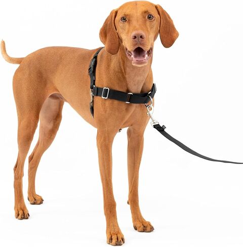 PetSafe Easy Walk No-Pull Dog Harness - The Ultimate Harness to Help Stop Pulling - Take Control & Teach Better Leash Manners - Helps Prevent Pets Pulling on Walks, Small, Raspberry/Gray in Kuwait