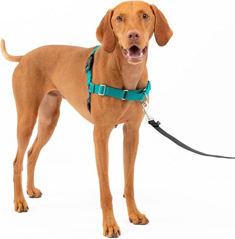 PetSafe Easy Walk No-Pull Dog Harness - The Ultimate Harness to Help Stop Pulling - Take Control & Teach Better Leash Manners - Helps Prevent Pets Pulling on Walks, Small, Raspberry/Gray in Kuwait