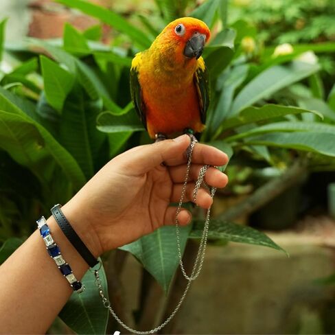 Bird Foot Chain Flying Stainless Steel Training Rope with Leather Wrist Strap Outdoor Parrot Ankle Foot Ring Accessories Bird Harness Leash Prevent Escaping (Model 4 Set) in Saudi Arabia