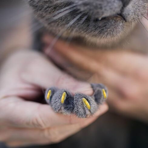 Cat Nail Caps with Glue - 20pcs Pet Kitten Cat Claw Caps Cat Claw Covers for Small Medium Large Cats - Crystal Gold M in Saudi Arabia