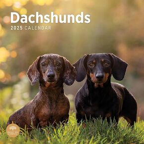 2025 Dachshunds Monthly Wall Calendar by Bright Day, 12 x 12 Inch Cute Dog Breed Gift