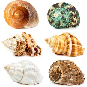6PCS Large Hermit Crab Shells | Natural Sea Conch Size 2.8" - 3.9", Opening Size 1.5" - 2.5" | Turbo Seashells for Hermit Crab Supplies and Beach Decoration Large Sea Shell