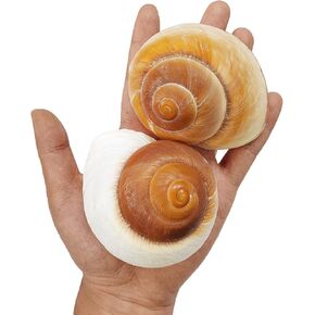 QEQEKAKA 2 PCS Muffin Snail Large Hermit Crab Shells 2.7~3.5Inch Natural Sea Conch Opening Size 1"~1.5" Hermit Crab Supplies