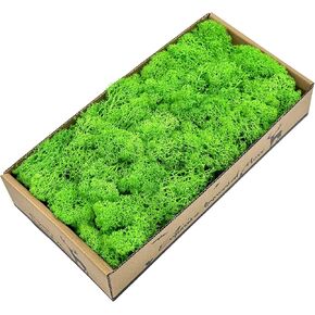 طحلب صناعي أخضر فاتح، طحلب محفوظ 8oz، طحلب الرنة المزخرف للنباتات الداخلية، الحرف اليدوية، ديكور فني للحائط، نبات بوعاء، مرابي حيوانات، زفاف، منزل، حديقة، مشروع DIY، تنسيقات الزهور in Kuwait