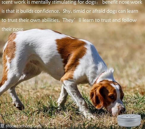 Dog Scent Work tins Dog Scent Training Box Dog Nose Work containers (4 Odorous Cotton Swab) in Saudi Arabia