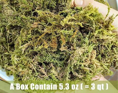 طحالب الغابات المجففة للنباتات 16oz / 9qt، طحالب الأوركيد الخضراء، طحالب مجففة طويلة الألياف لأوعية زهور الحديقة والزواحف in Saudi Arabia