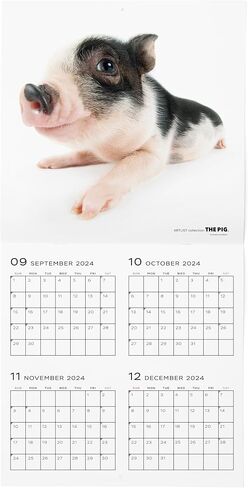[ArtlistCollectionTHE DOG] Wall Calendar ≪THE PIG≫ from September 2024 to December 2025-11.4" x 11.4" in Saudi Arabia