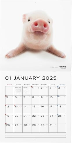 [ArtlistCollectionTHE DOG] Wall Calendar ≪THE PIG≫ from September 2024 to December 2025-11.4" x 11.4" in Saudi Arabia