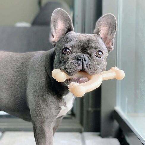 Nylabone Power Chew Wishbone Chew Toy for Dogs, Indestructible Chew Toys for Aggressive Chewers, Original Flavor, Medium up to 35 lbs. (1 Count) in Saudi Arabia
