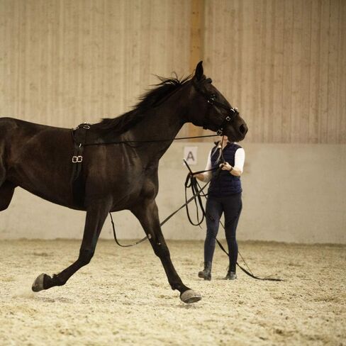 HORZE Nylon Lunging Cavesson - Black - Horse in Saudi Arabia
