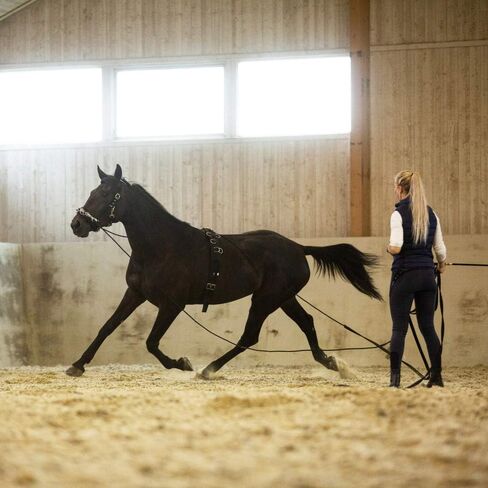 HORZE Nylon Lunging Cavesson - Black - Horse in Saudi Arabia
